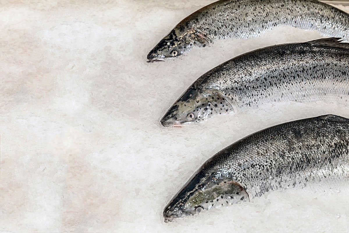 frozen salmon meats in the ice water