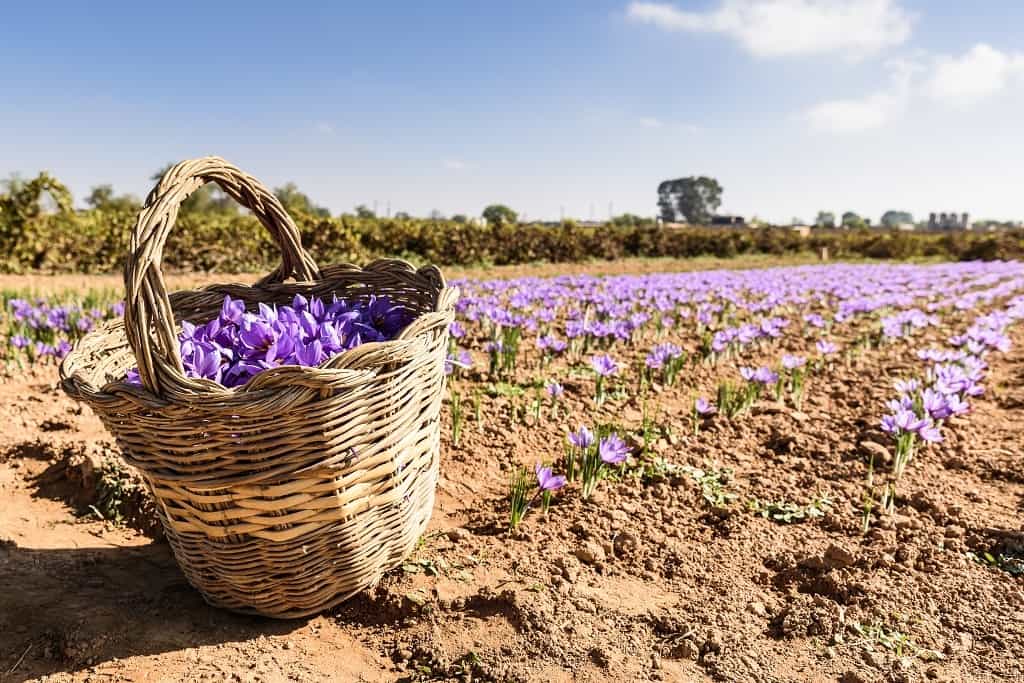 what does saffron taste like.3 1