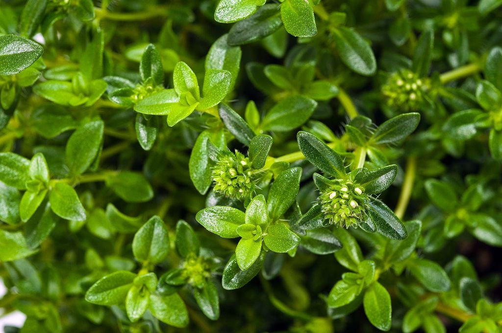 fresh summer savory
