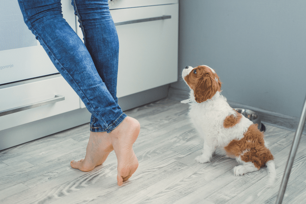 https://www.simplyhealthyfamily.org/wp-content/uploads/2017/11/Puppy-on-the-kitchen-floor-near-the-feet-of-a-girl.png