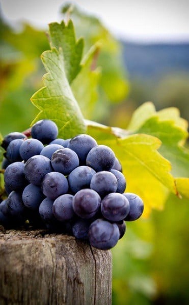 Grape on the wood