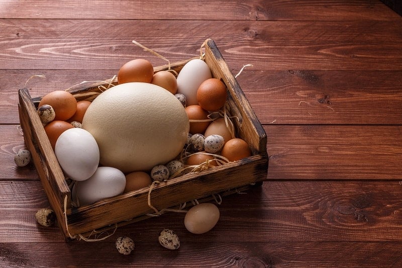 What Do Ostrich Eggs Taste Like?