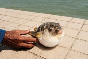 What Does Fugu Taste Like