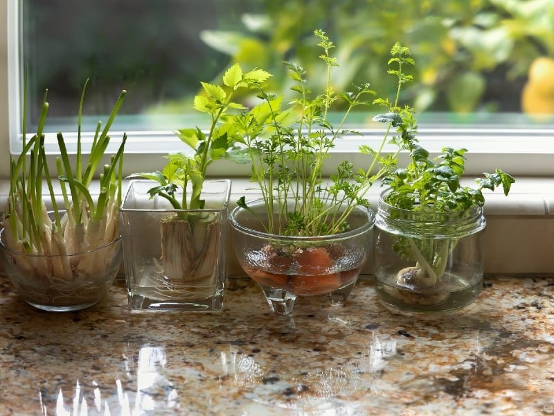 How Often Do You Water Herbs? A Guide to Watering Your Herbs - Simply Healthy Family
