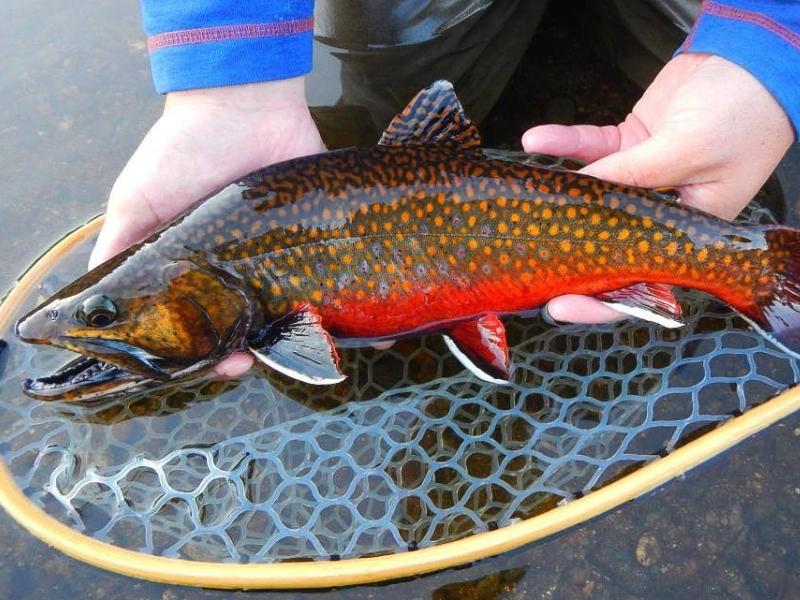 Brook Trout