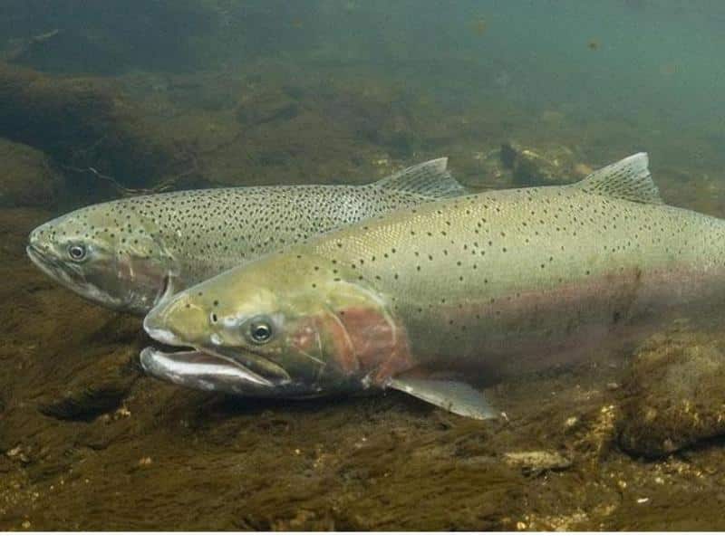 Steelhead Trout