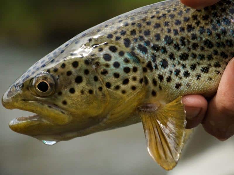 brown Trout