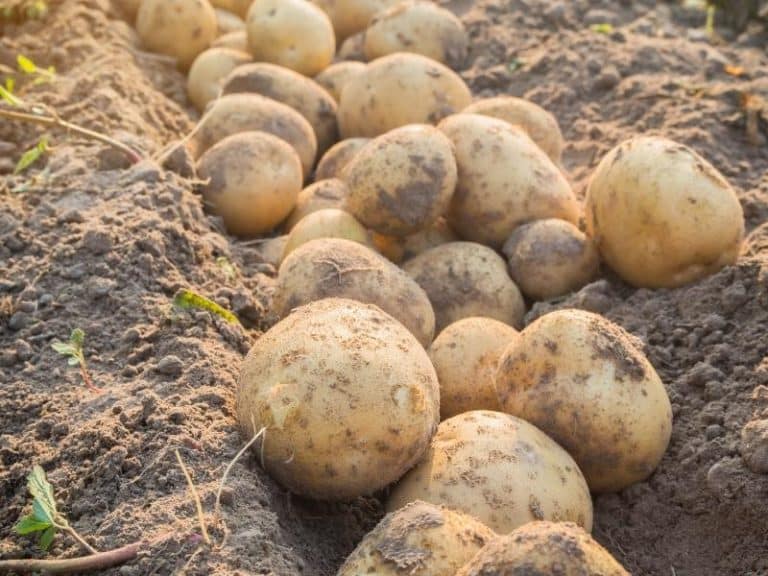 Do Potatoes Go Bad How Long Do Potatoes Last? Simply Healthy Family