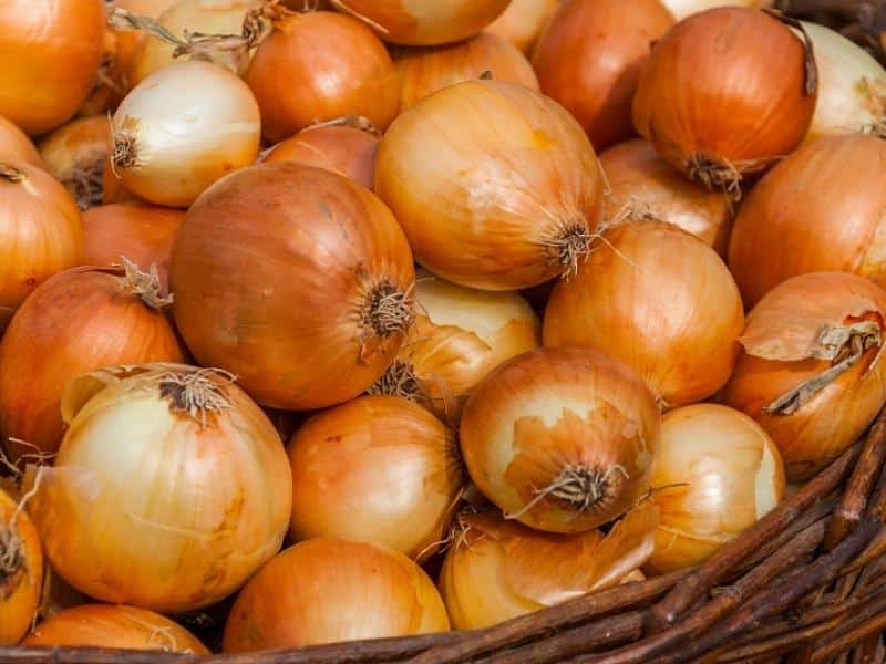 Spanish Onion 2023