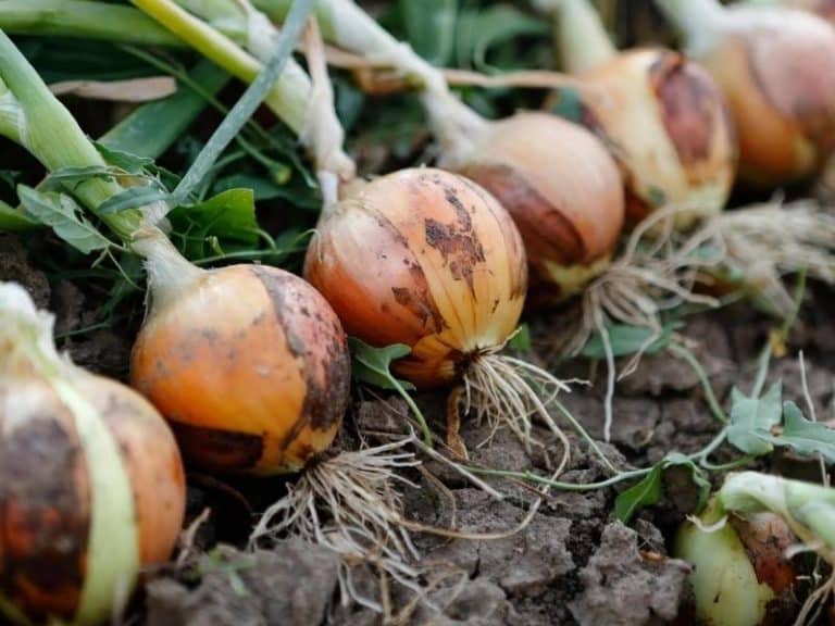 What Is A Spanish Onion 2023 Substitutes Cooking Simply Healthy Family what-is-a-spanish-onion-2023-substitutes-cooking-simply-healthy-family