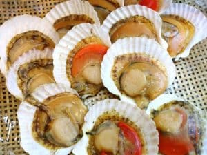 scallops