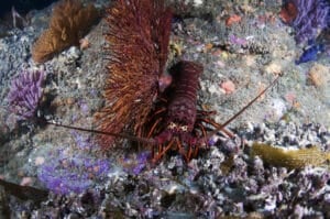 California Spiny Lobster