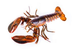 Raw Canadian Lobster
