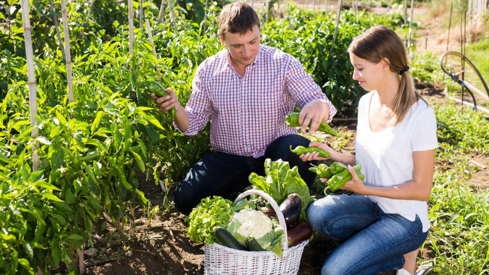 Woman picking vegetables in farm
